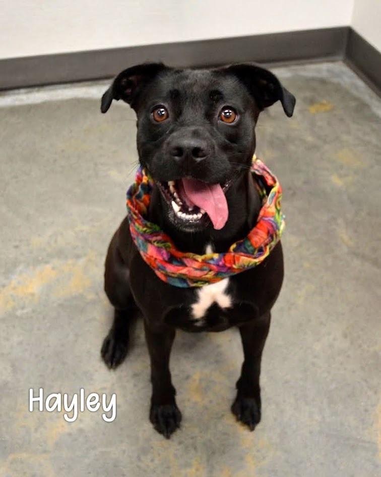 Enlarge Hayley, a Adoptable Labrador Retriever in Gautier, MS image 1/4