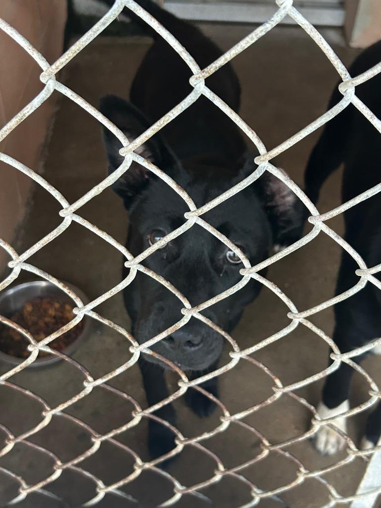 Enlarge Hayley, a Adoptable Labrador Retriever in Gautier, MS image 2/4