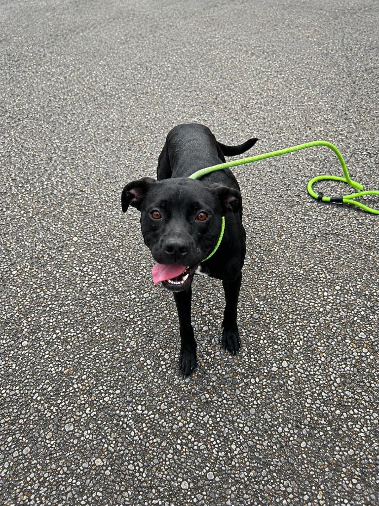 Enlarge Hayley, a Adoptable Labrador Retriever in Gautier, MS image 3/4