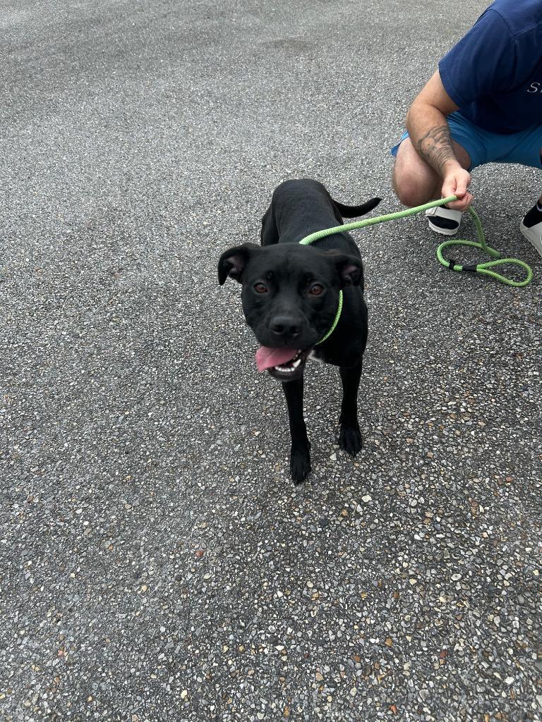 Enlarge Hayley, a Adoptable Labrador Retriever in Gautier, MS image 4/4