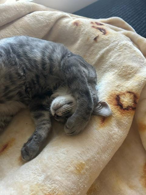 Francois -bonded with sister Hannah, a Adoptable Tabby in Menlo Park, CA image 5/6