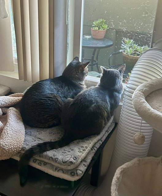 Francois -bonded with sister Hannah, Adoptable, Adult Male Tabby.