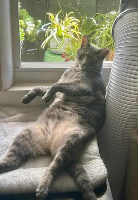 Francois -bonded with sister Hannah, a Adoptable Tabby in Menlo Park, CA image 2/6