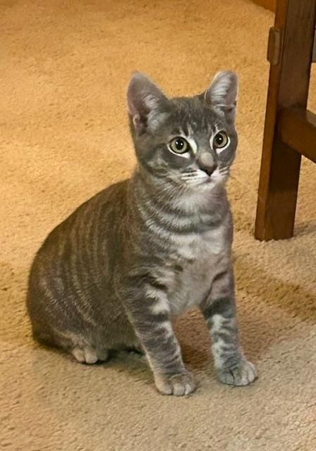 Francois -bonded with sister Hannah, a Adoptable Tabby in Menlo Park, CA image 3/6