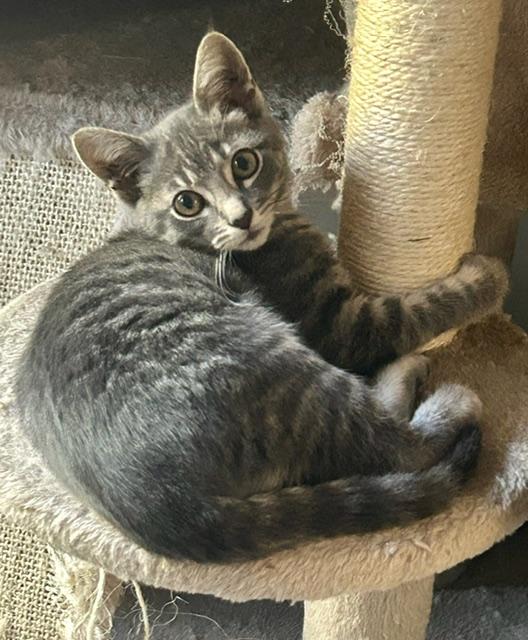 Francois -bonded with sister Hannah, a Adoptable Tabby in Menlo Park, CA image 4/6