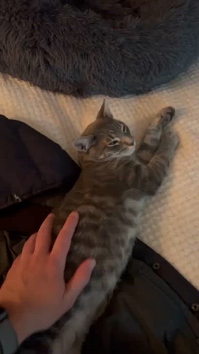 Enlarge Francois -bonded with sister Hannah, a Adoptable Tabby in Menlo Park, CA video 6/6