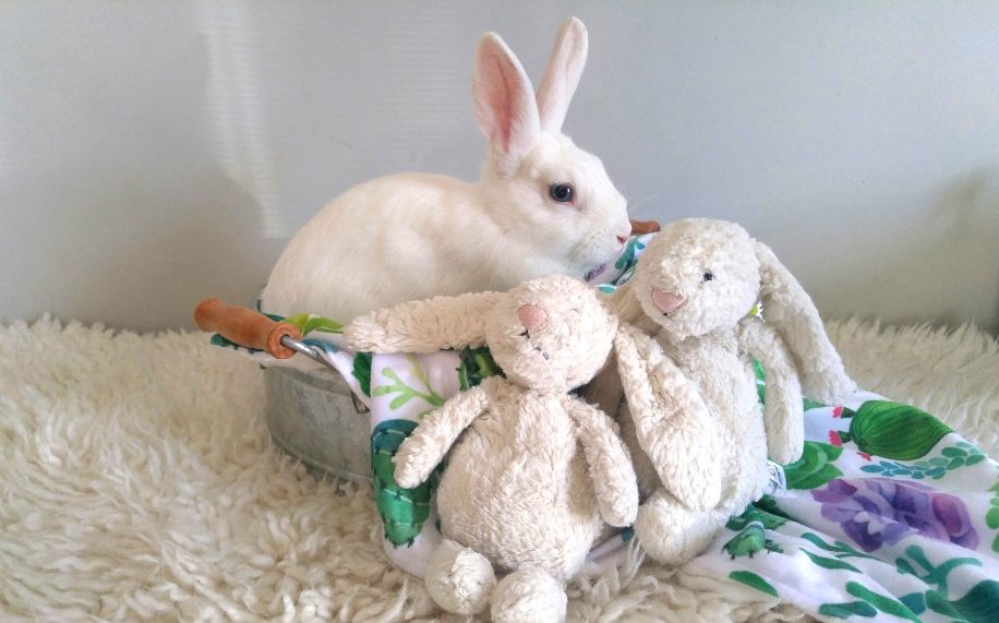 Enlarge Brighton, a Adoptable mixed breed in Los Angeles, CA image 1/6