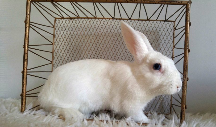 Enlarge Brighton, a Adoptable mixed breed in Los Angeles, CA image 2/6