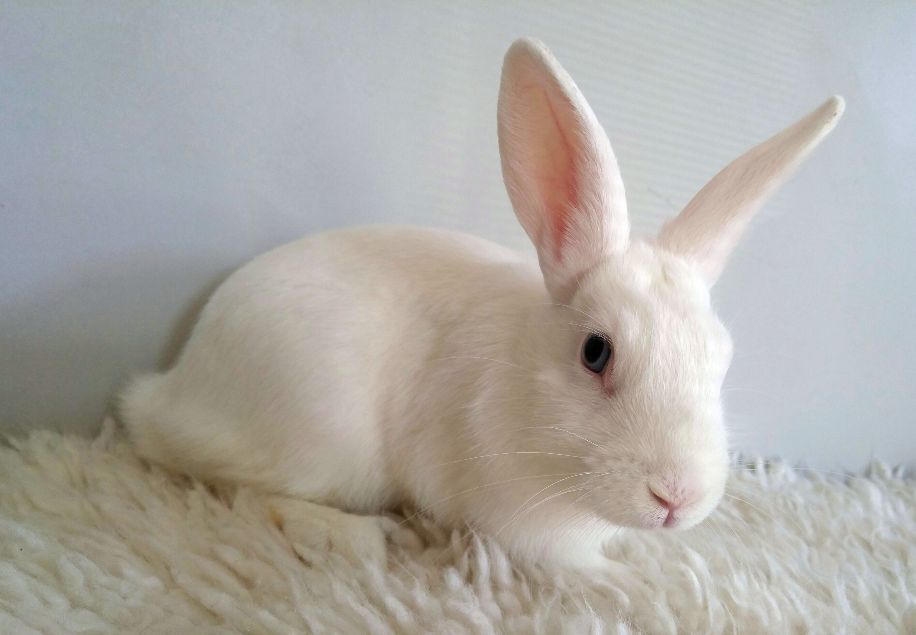 Enlarge Brighton, a Adoptable mixed breed in Los Angeles, CA image 3/6