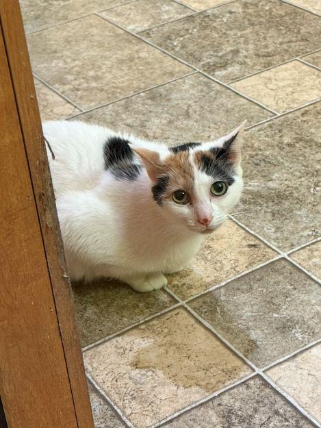 Enlarge Penelope, a Adoptable Calico in Ona, WV image 1/1