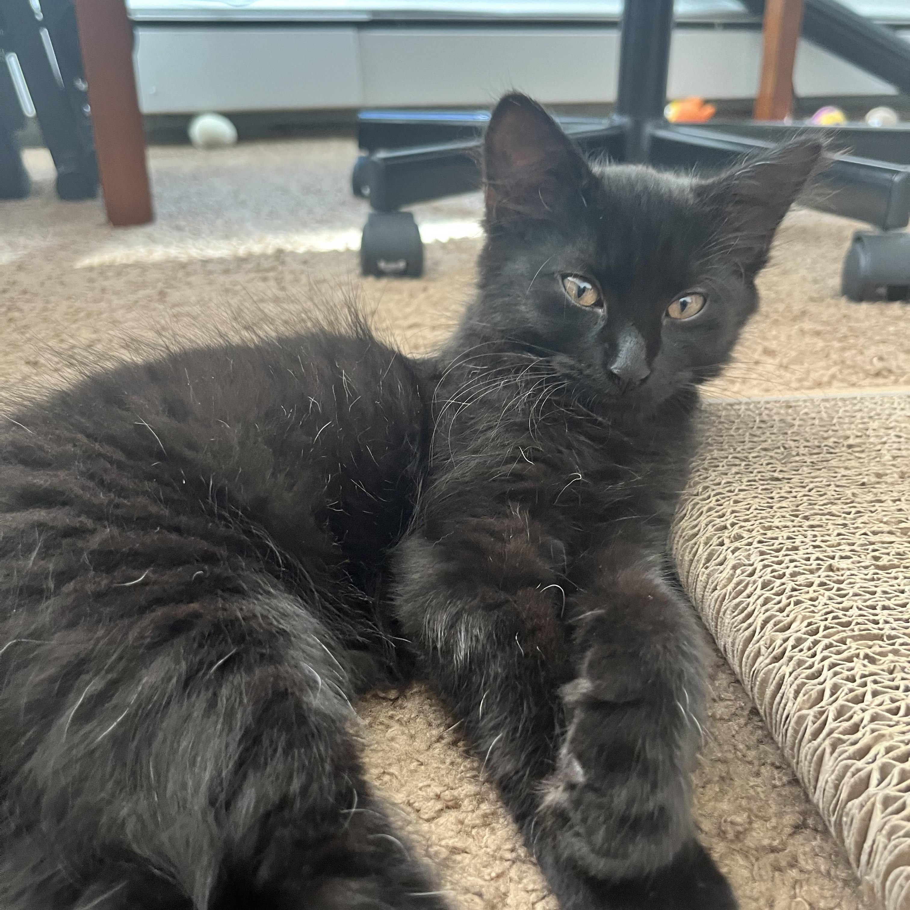 Wednesday, a Adoptable Domestic Short Hair in Rochester Hills, MI image 2/4