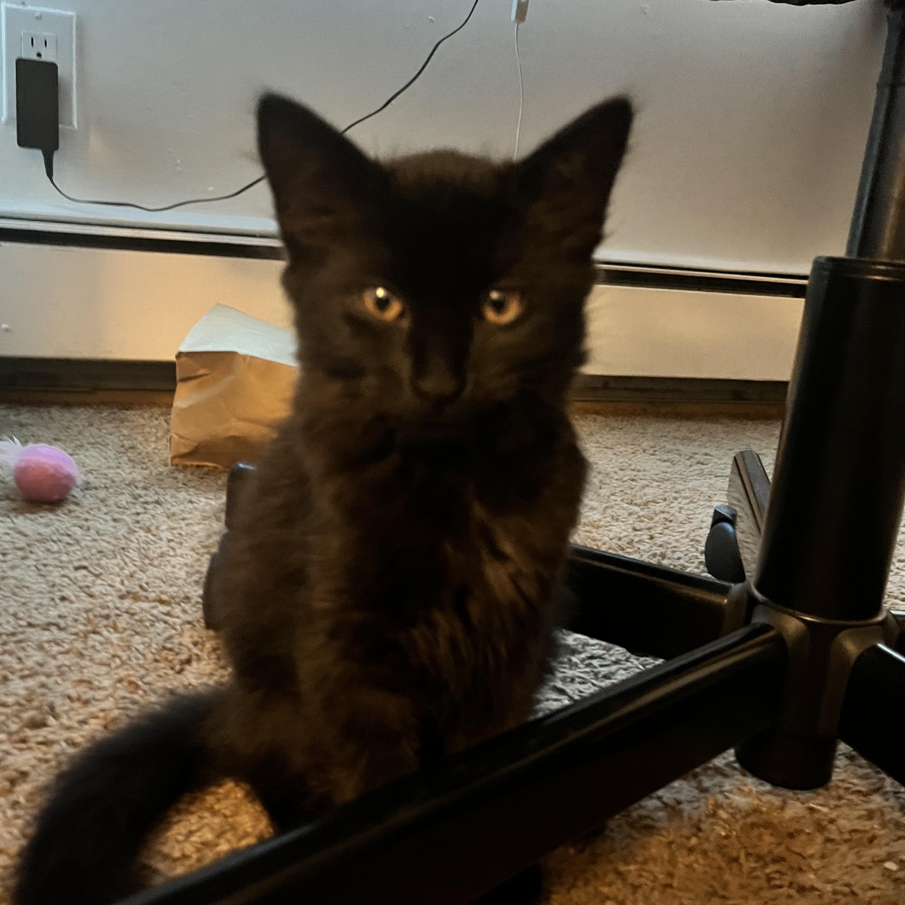 Wednesday, a Adoptable Domestic Short Hair in Rochester Hills, MI image 4/4