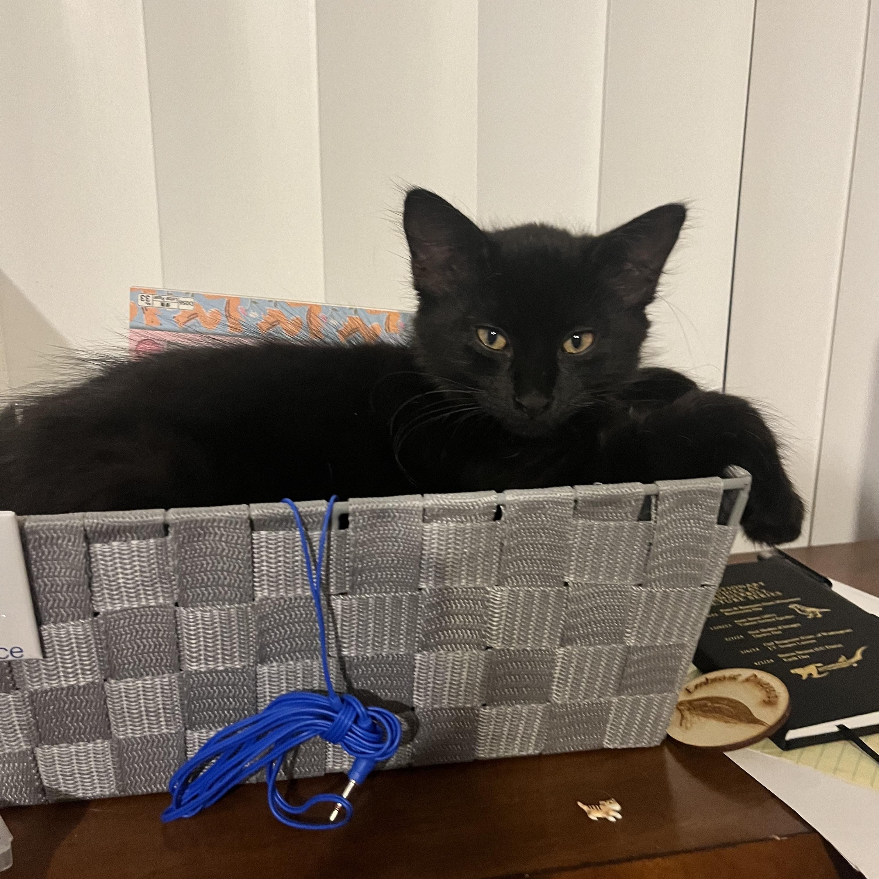 Wednesday, a Adoptable Domestic Short Hair in Rochester Hills, MI image 3/4