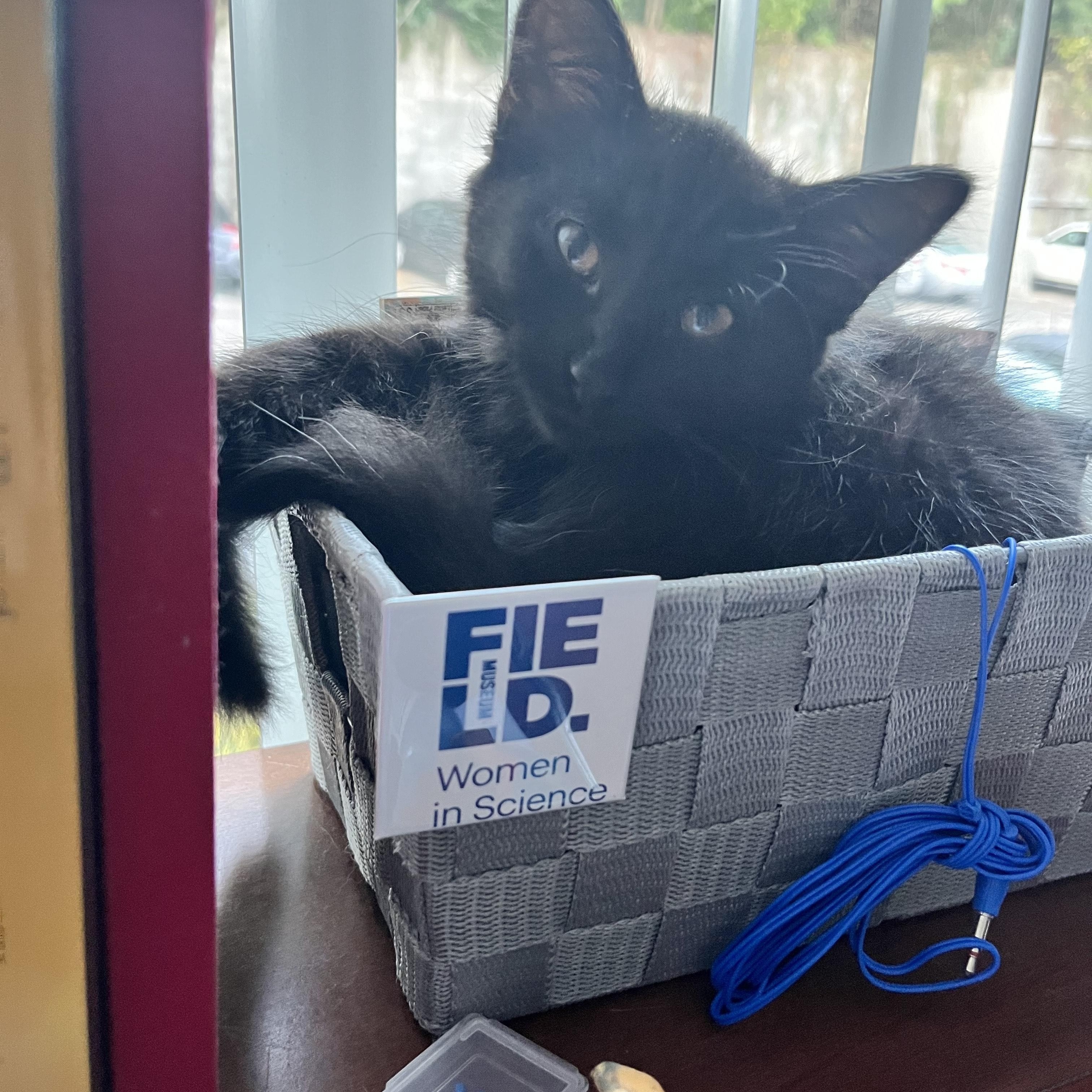 Wednesday, a Adoptable Domestic Short Hair in Rochester Hills, MI image 1/4