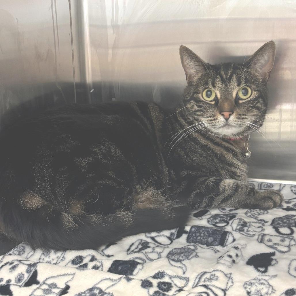 Zelda, Adoptable, Adult Female Domestic Short Hair.
