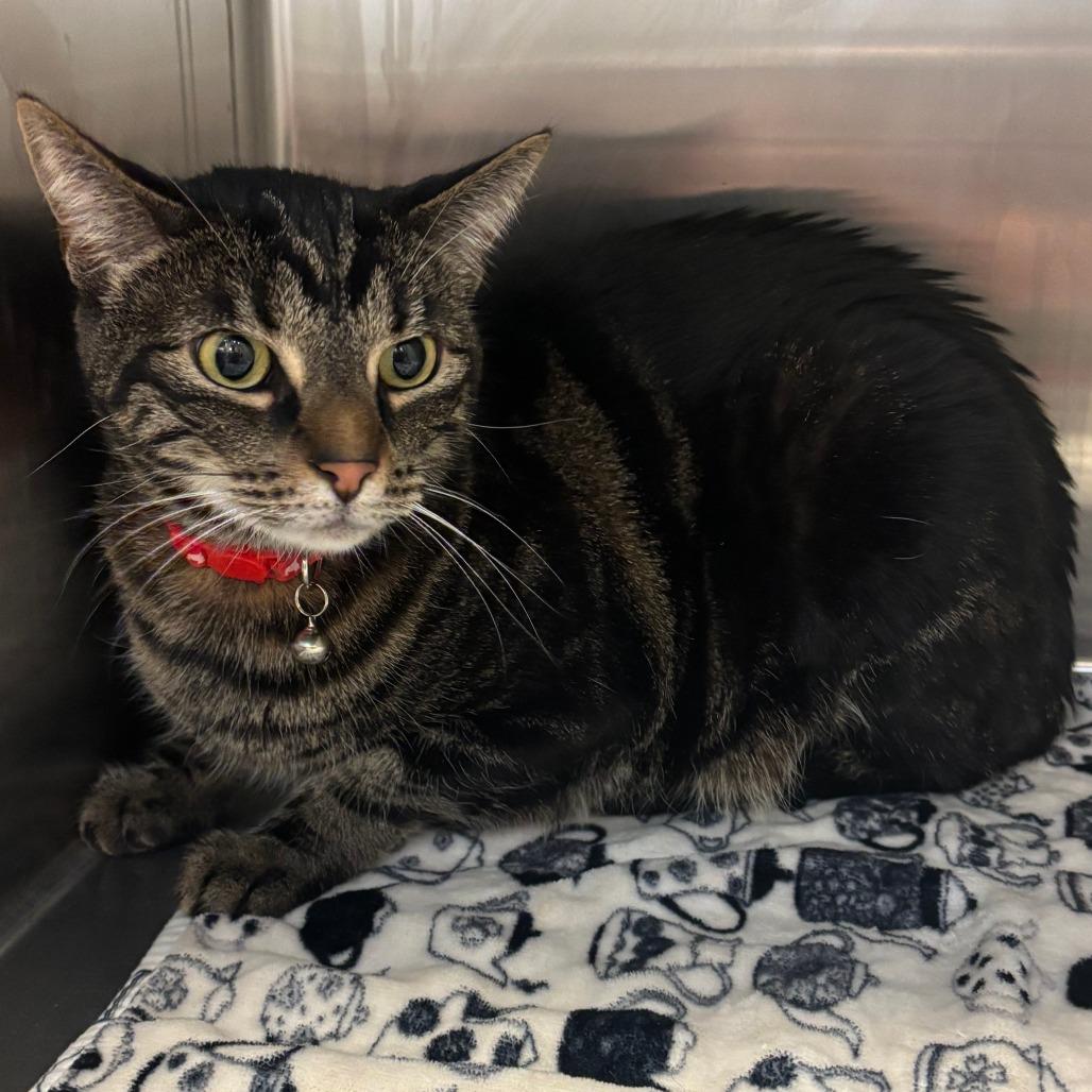 Zelda, a Adoptable Domestic Short Hair in Port Townsend, WA image 2/2