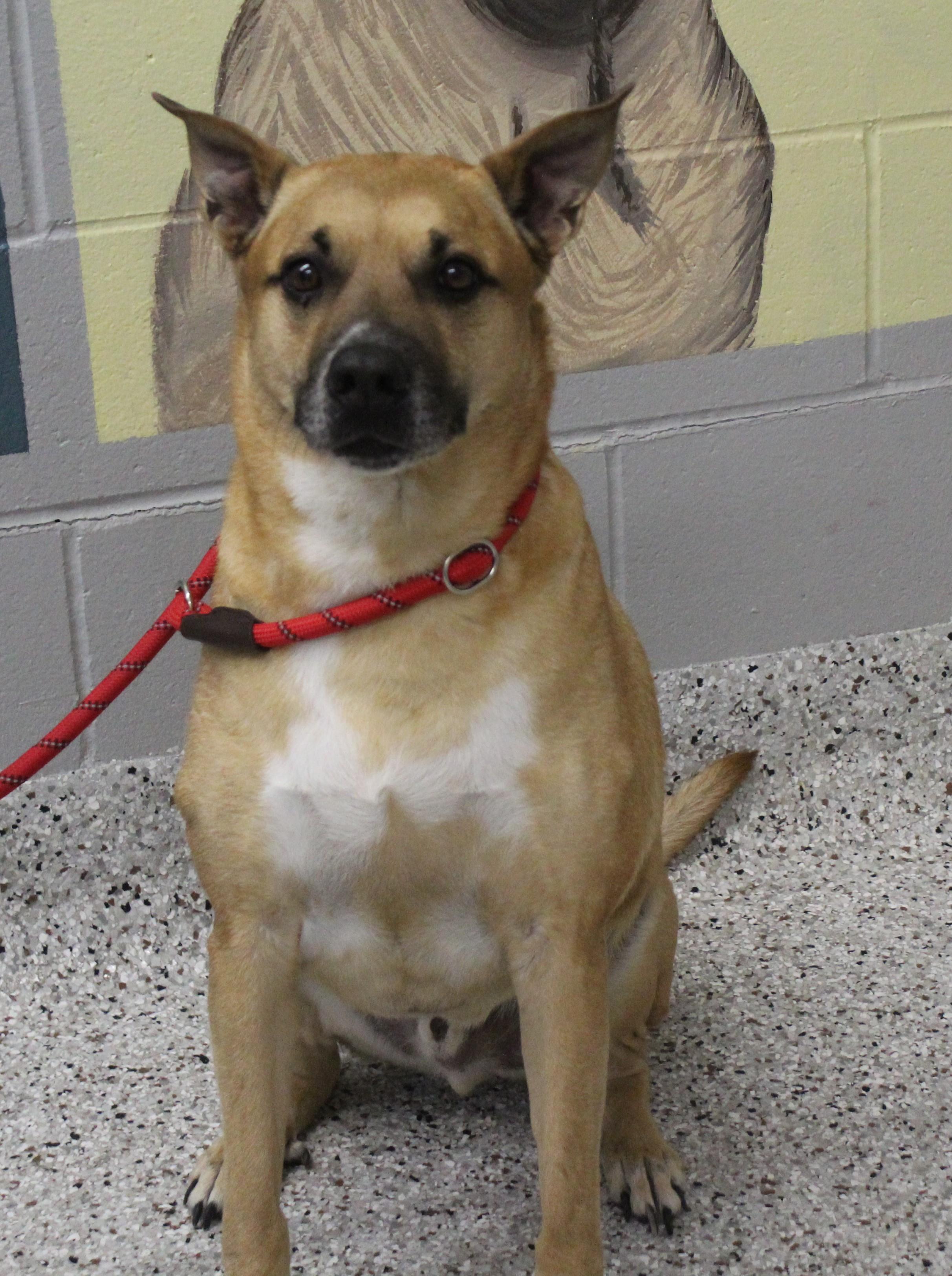 Enlarge Alex (11835), a ADOPTABLE mixed breed in Heath, OH image 2/4