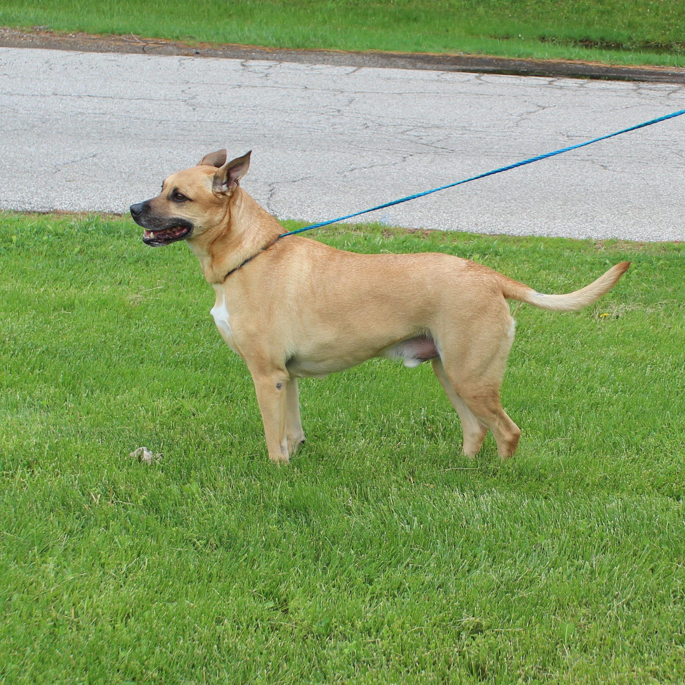 Enlarge Alex (11835), a ADOPTABLE mixed breed in Heath, OH image 3/4