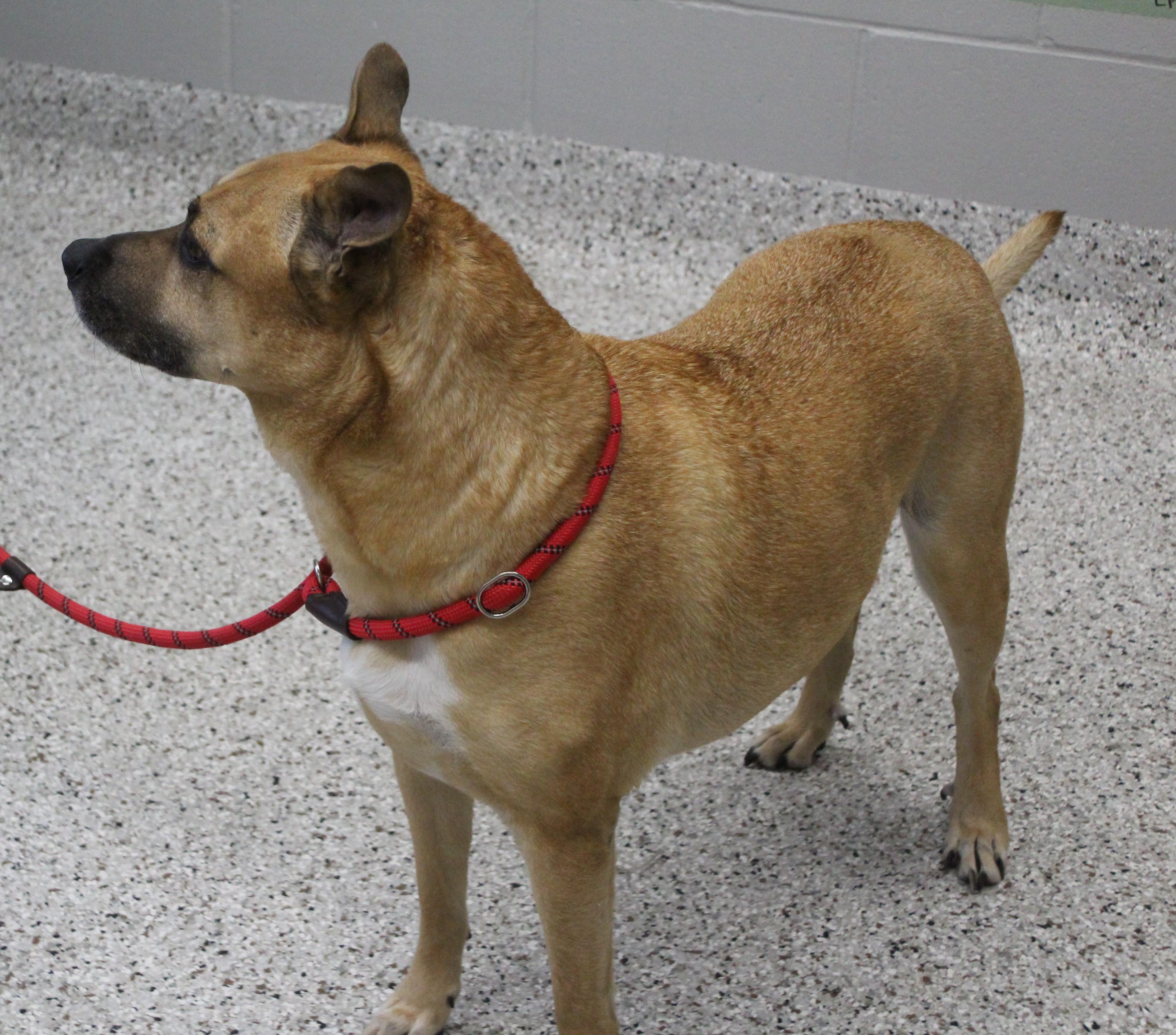 Enlarge Alex (11835), a ADOPTABLE mixed breed in Heath, OH image 4/4