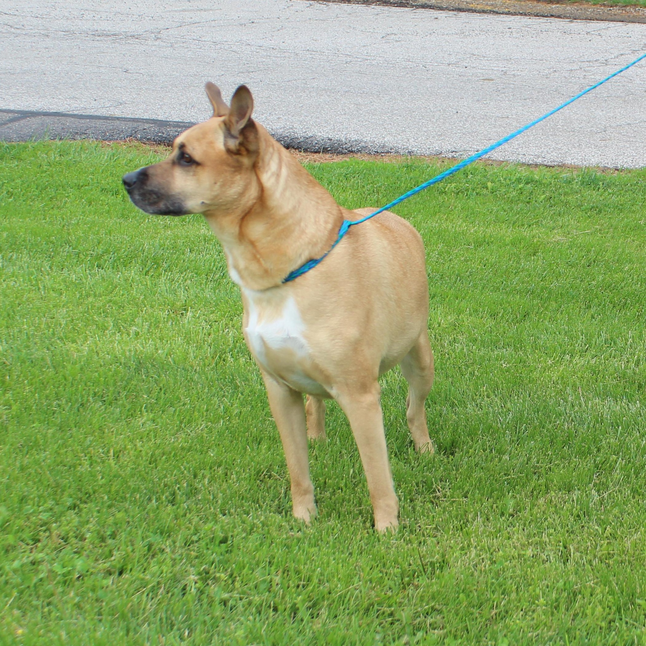 Enlarge Alex (11835), a ADOPTABLE mixed breed in Heath, OH image 1/4