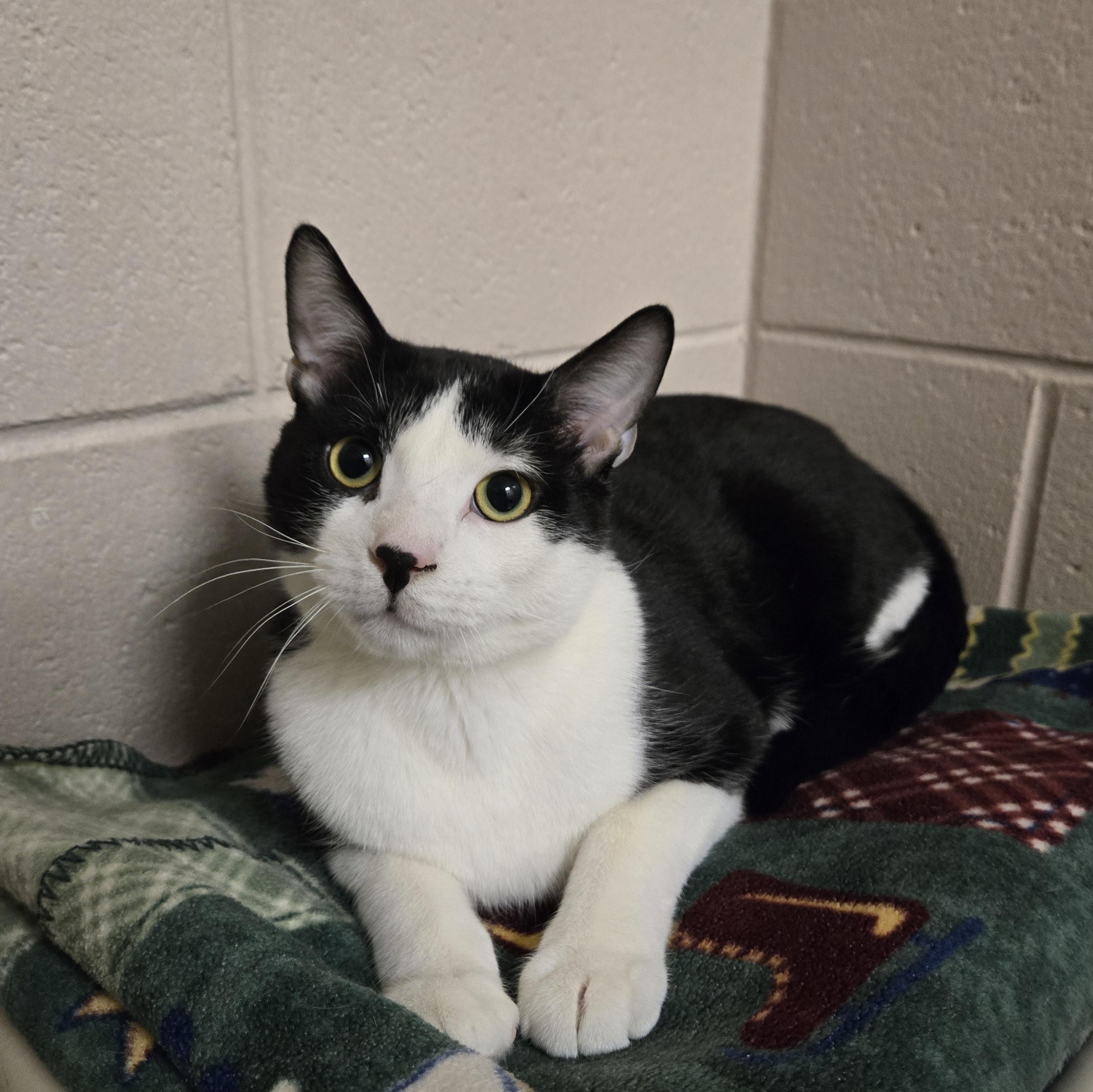 Scout, adopted, Young Male Domestic Short Hair.