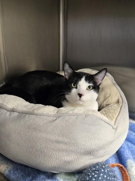 Enlarge Scout, an adopted Domestic Short Hair in Bowmanville, ON image 3/3