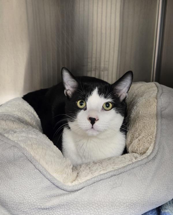 Enlarge Scout, an adopted Domestic Short Hair in Bowmanville, ON image 2/3