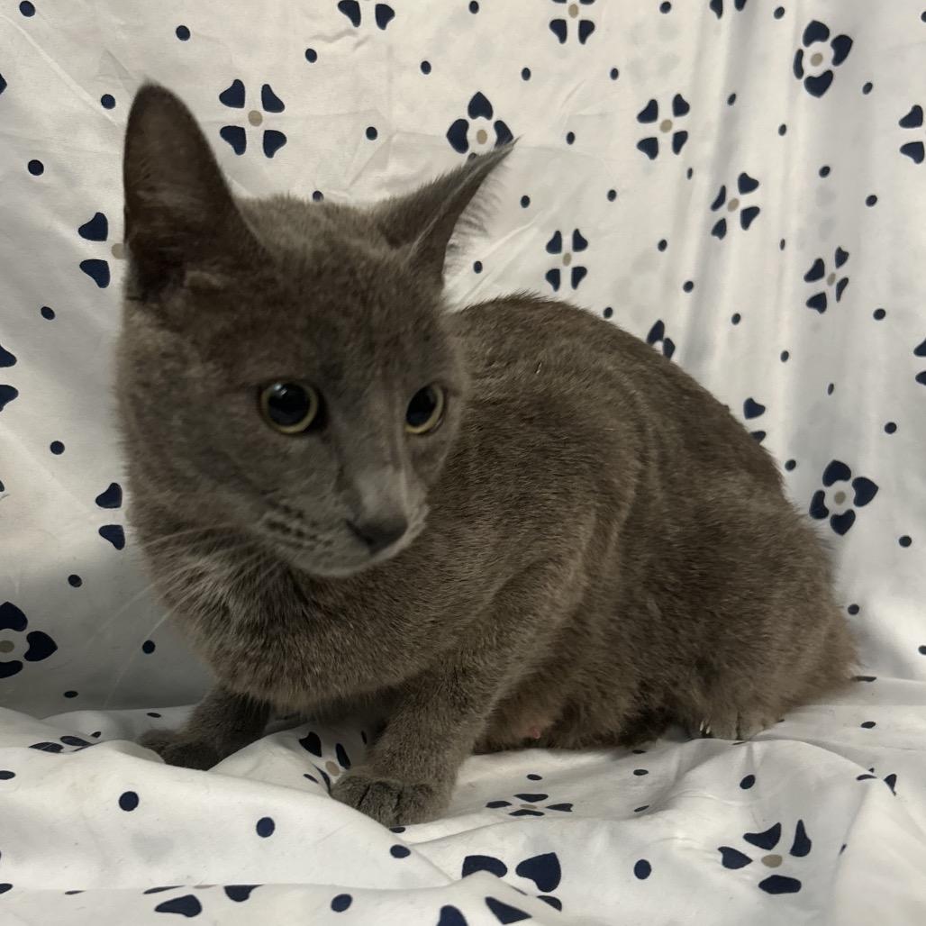 Missy Moo, Adoptable, Adult Female Domestic Short Hair.
