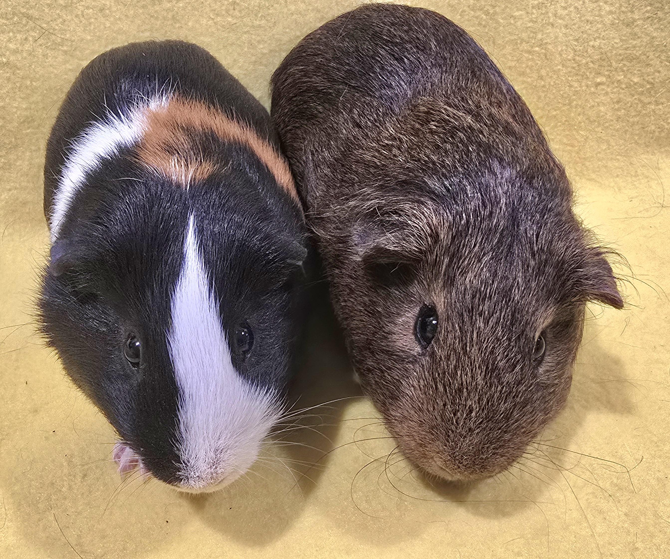 Dexter and Diego, Adoptable, Young Male Guinea Pig.