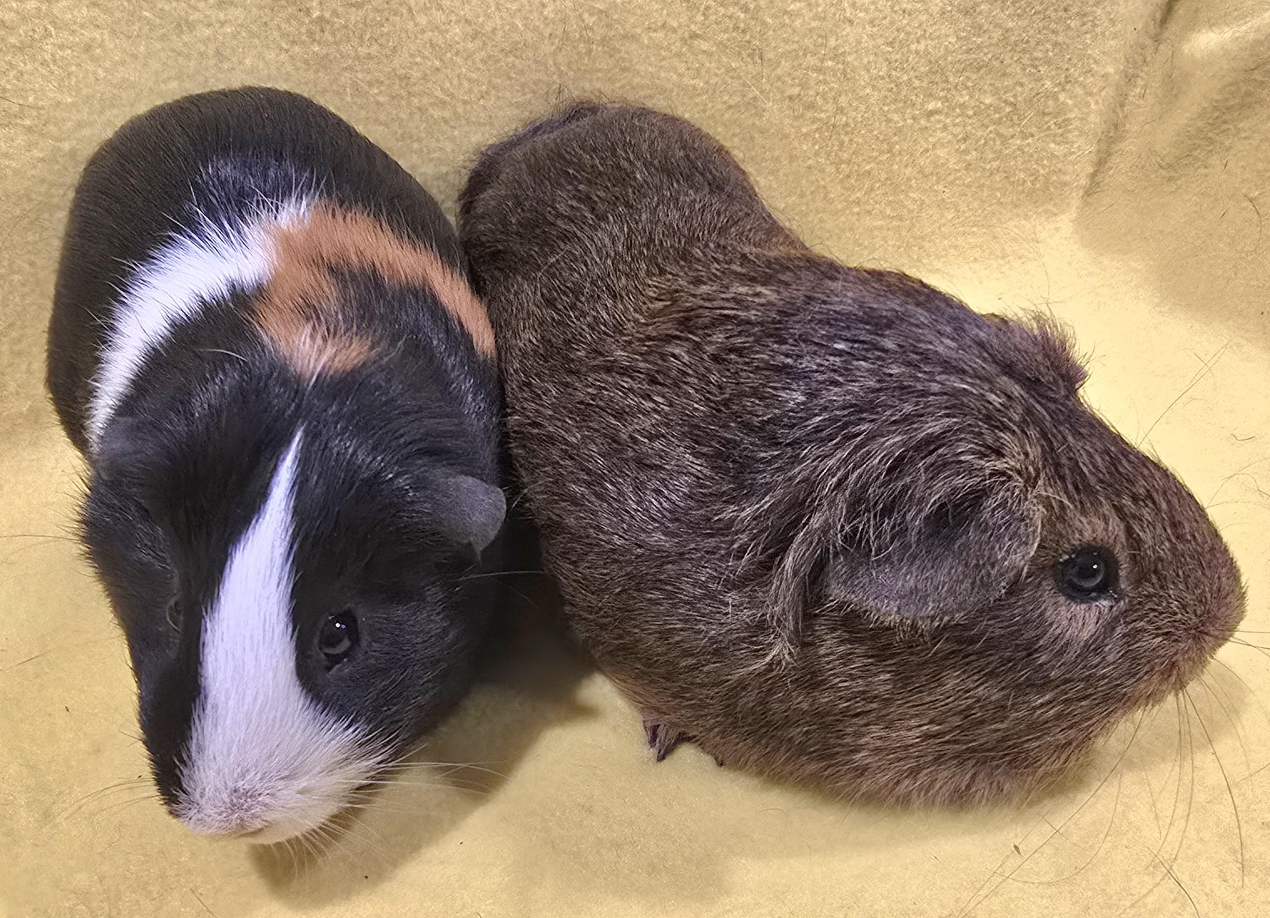 Enlarge Dexter and Diego, a Adoptable Guinea Pig in New Kensington, PA image 2/4