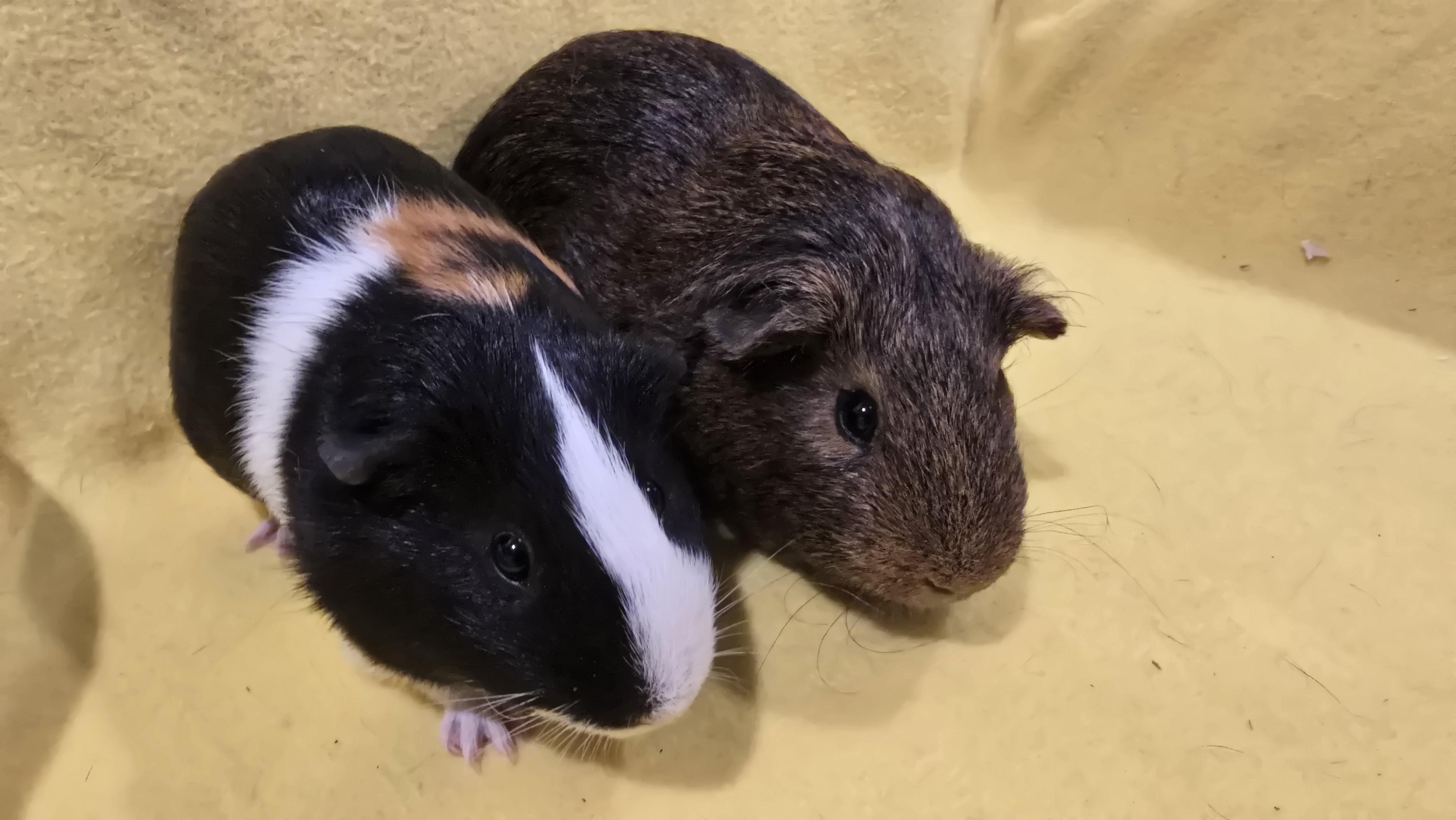 Enlarge Dexter and Diego, a Adoptable Guinea Pig in New Kensington, PA image 3/4