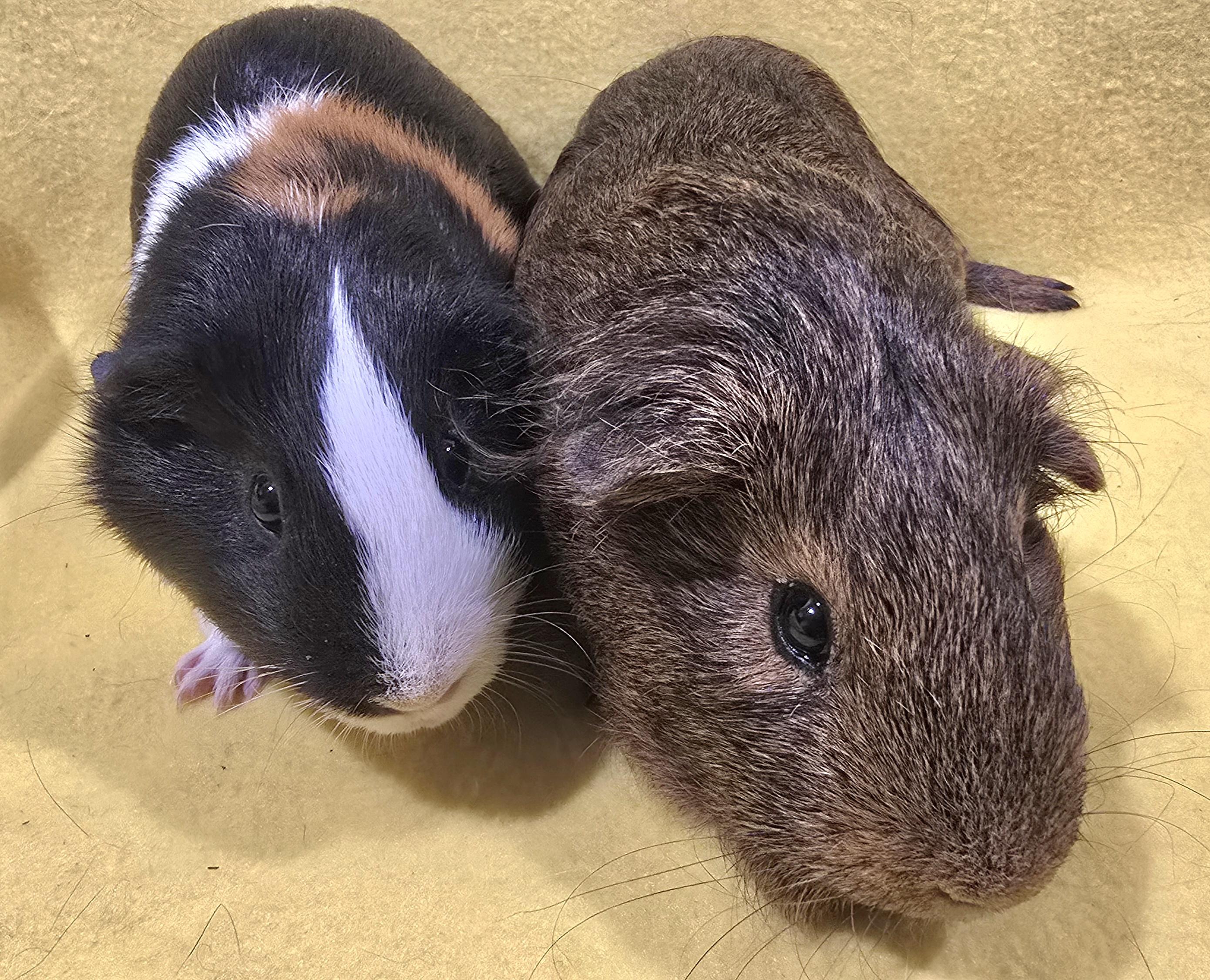 Enlarge Dexter and Diego, a Adoptable Guinea Pig in New Kensington, PA image 4/4