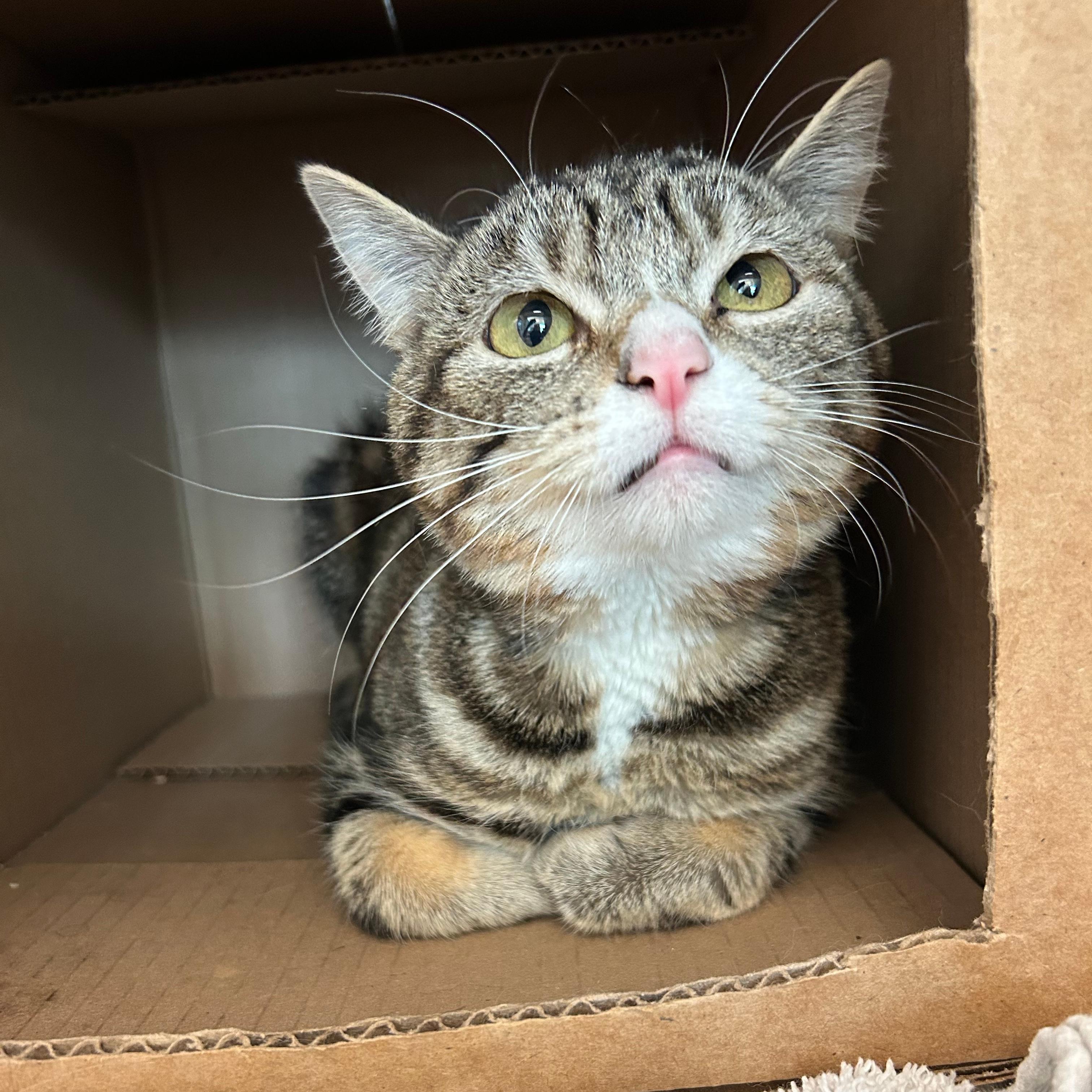Sweetie, ADOPTABLE, Young Female Domestic Short Hair.