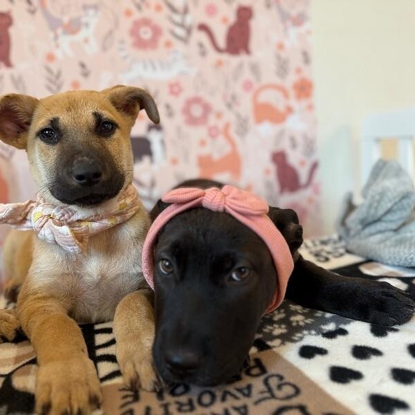 April Bandera — thumbnail 2