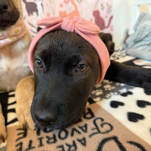 April Bandera — thumbnail 5