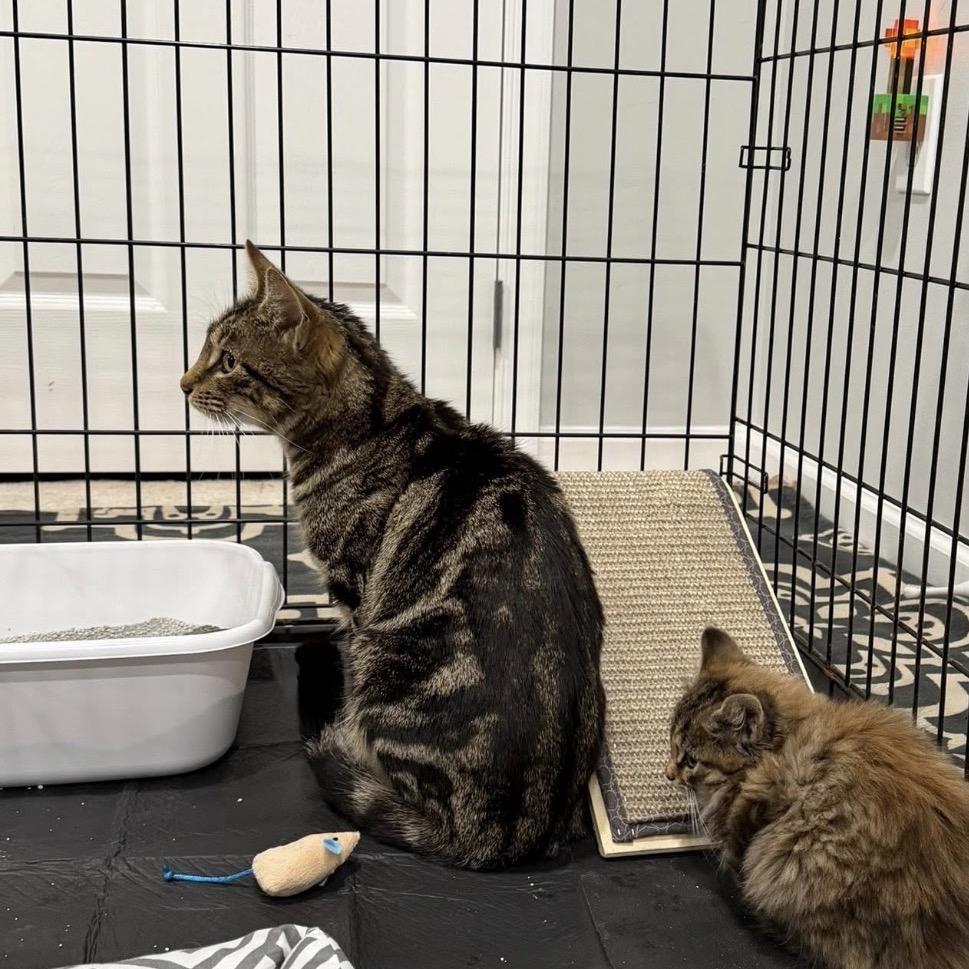Mama Maple, Adoptable, Young Female Domestic Short Hair.