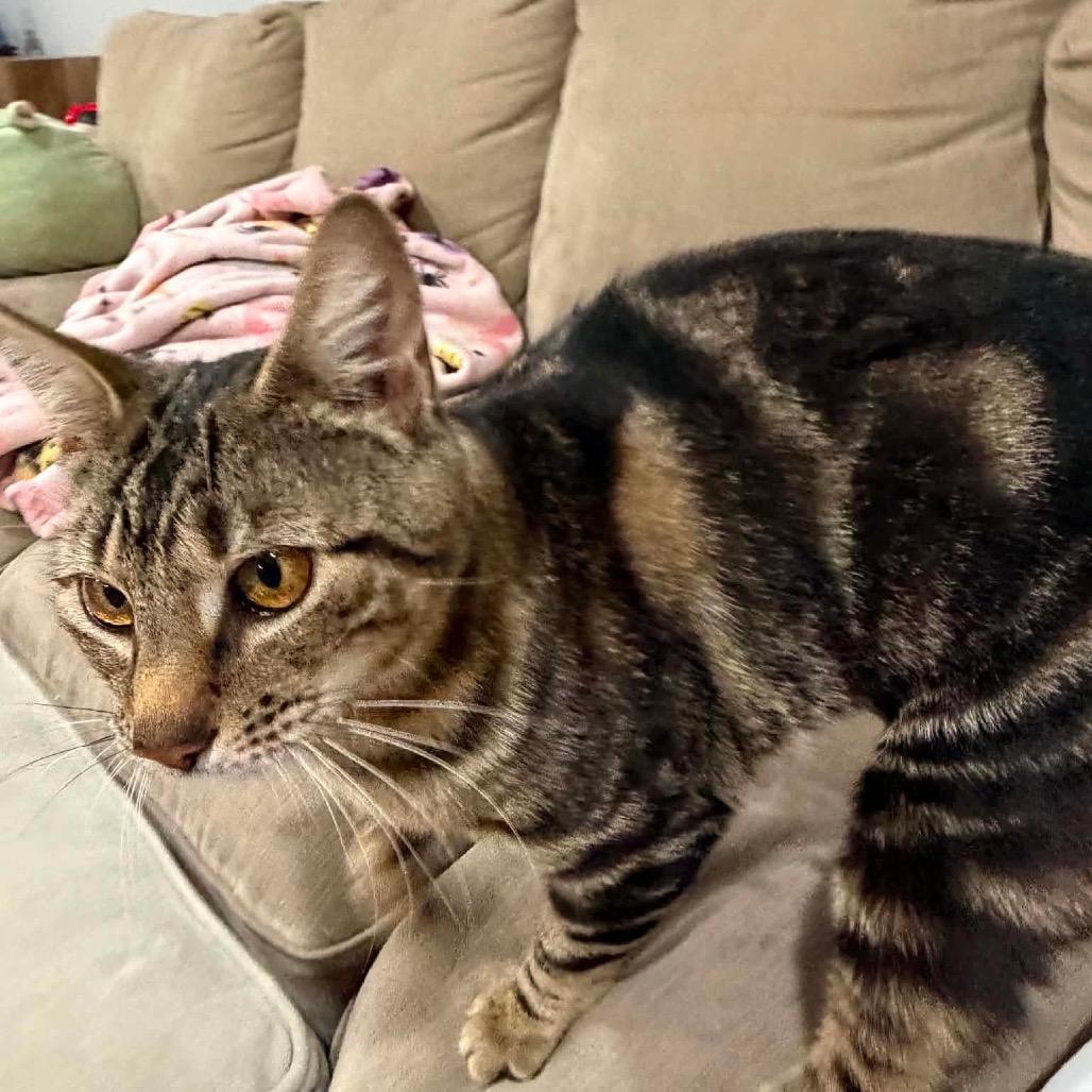 Mama Maple, a Adoptable Domestic Short Hair in Inwood, WV image 2/3