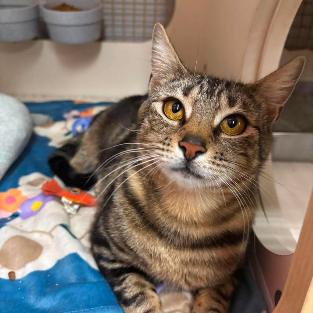 Mama Maple, a Adoptable Domestic Short Hair in Inwood, WV image 3/3
