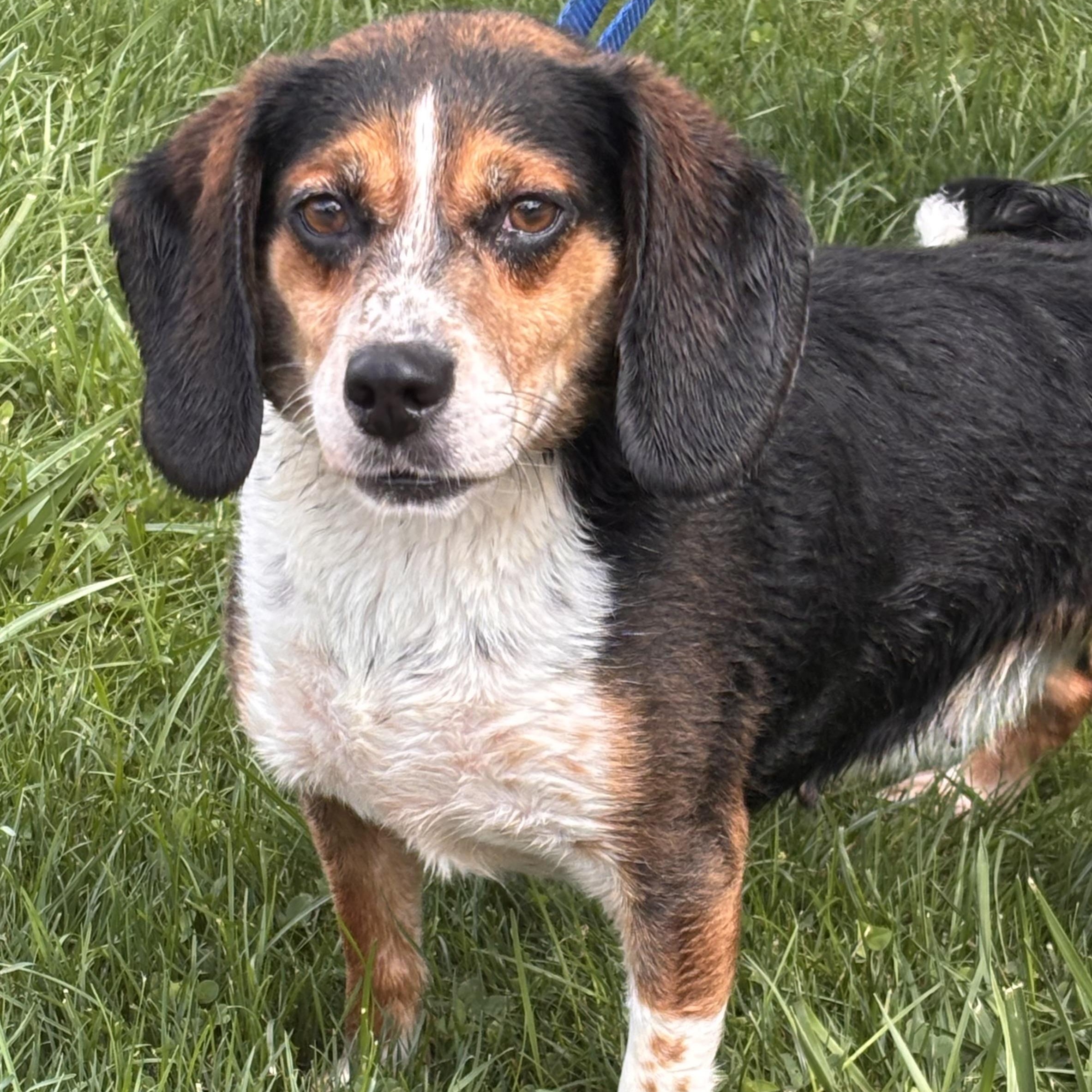 Rescue Diamond, Adoptable, Adult Female Beagle.