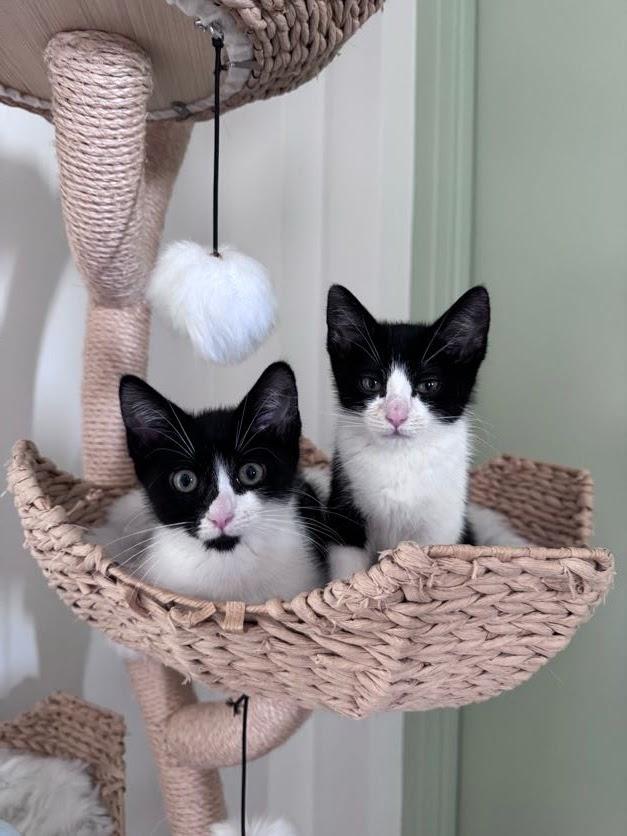 Stevie Knicks and Knickolas Cage, ADOPTABLE, Kitten Male American Shorthair.