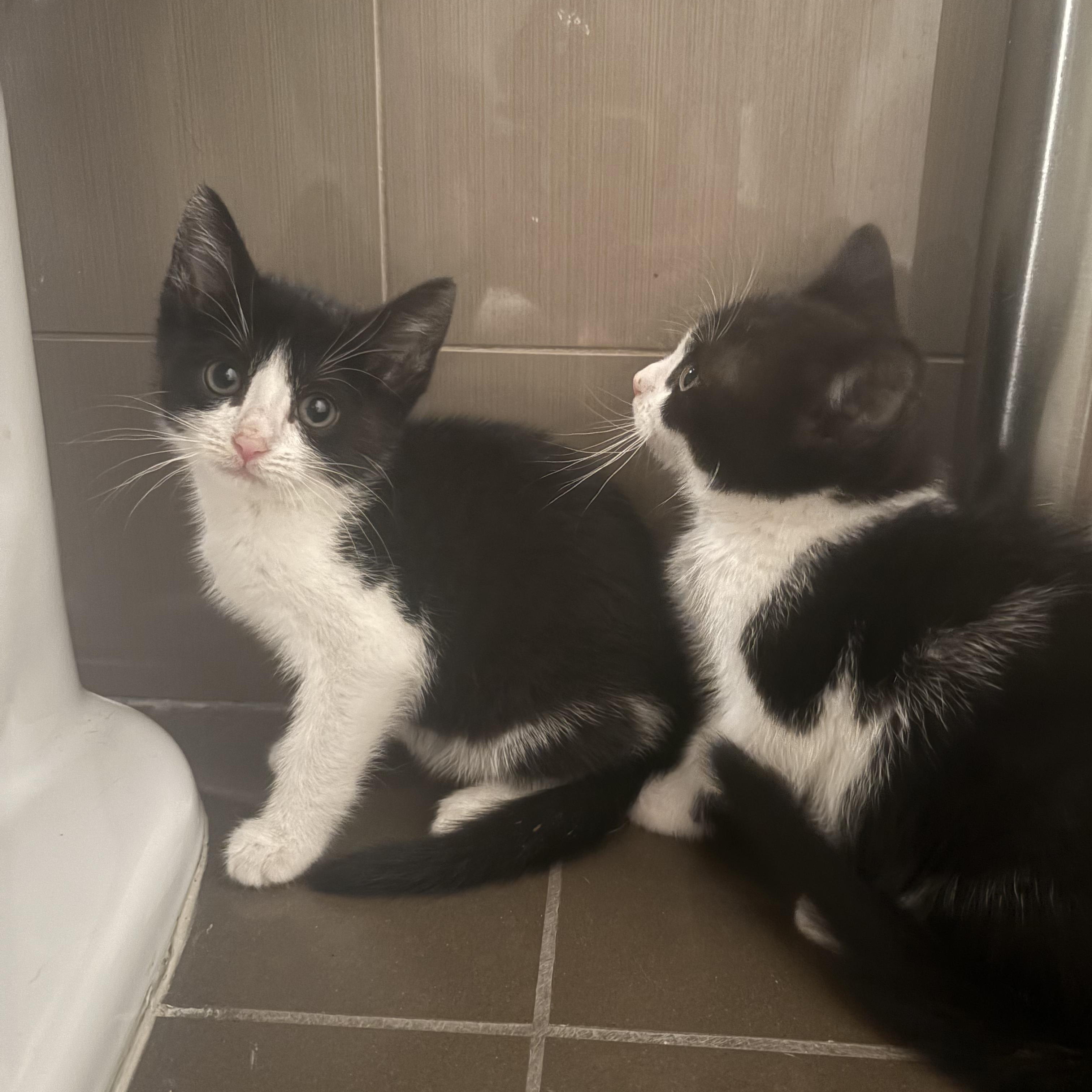 Stevie Knicks and Knickolas Cage, a ADOPTABLE American Shorthair in brooklyn, NY image 2/6