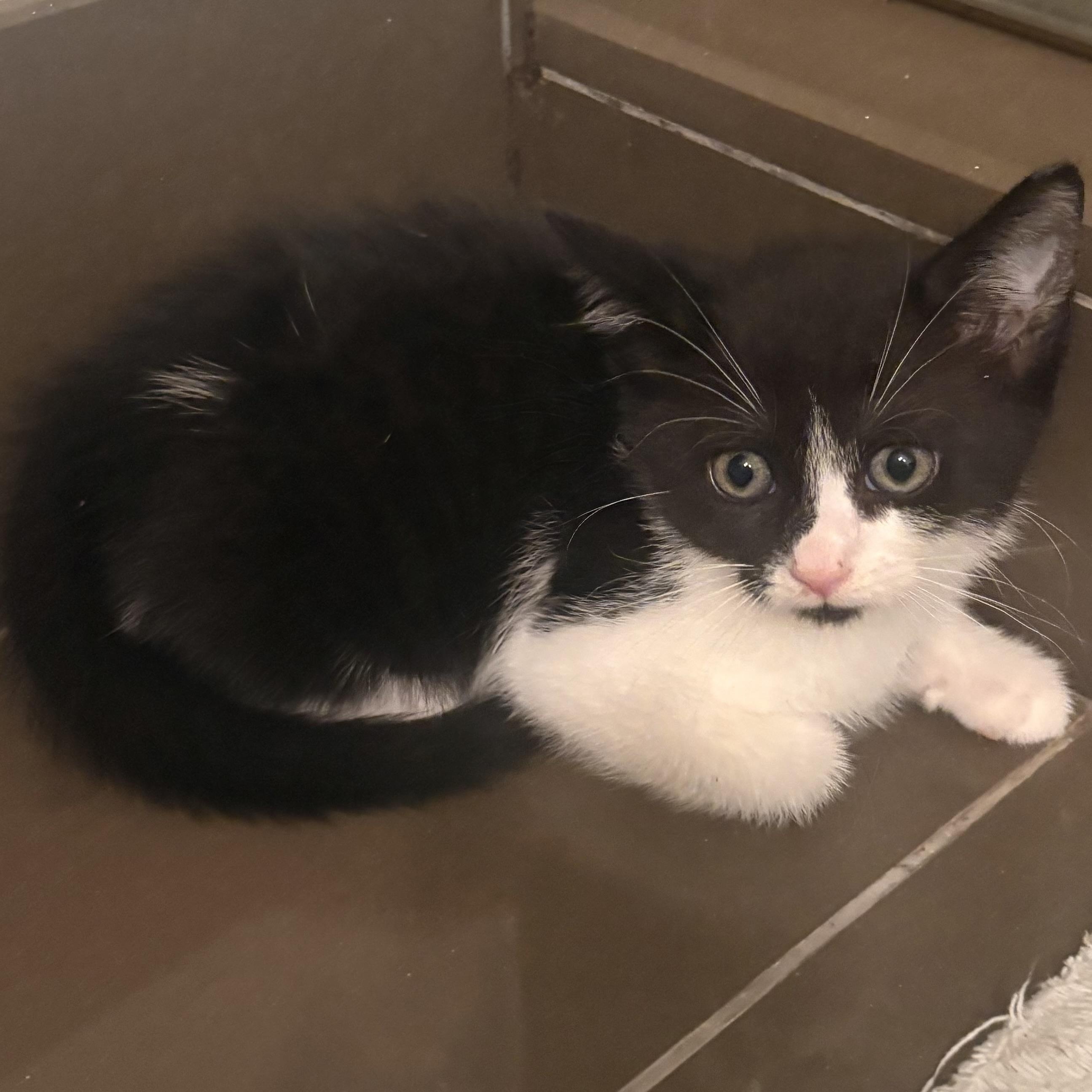 Stevie Knicks and Knickolas Cage, a ADOPTABLE American Shorthair in brooklyn, NY image 5/6
