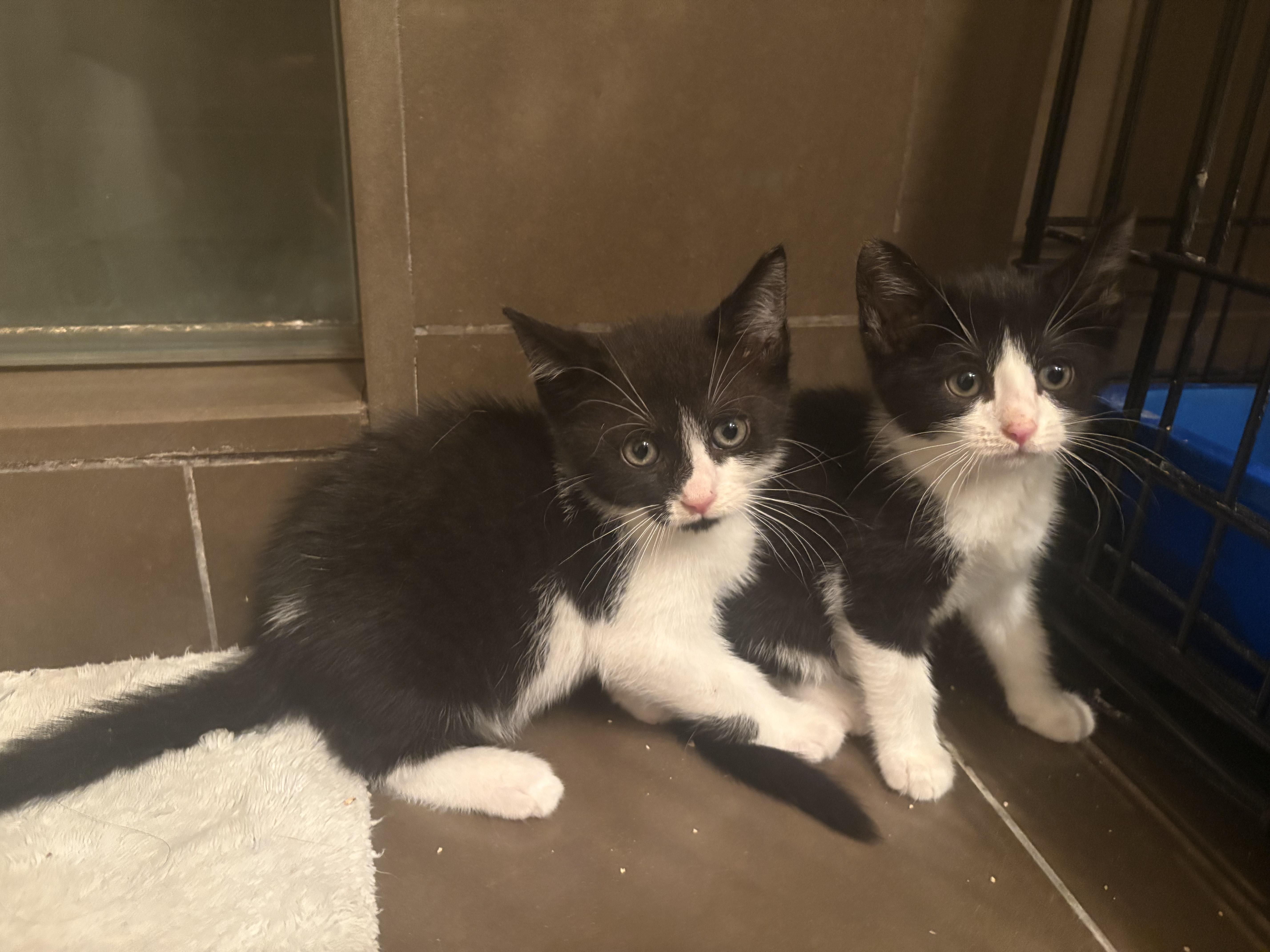 Stevie Knicks and Knickolas Cage, a ADOPTABLE American Shorthair in brooklyn, NY image 3/6