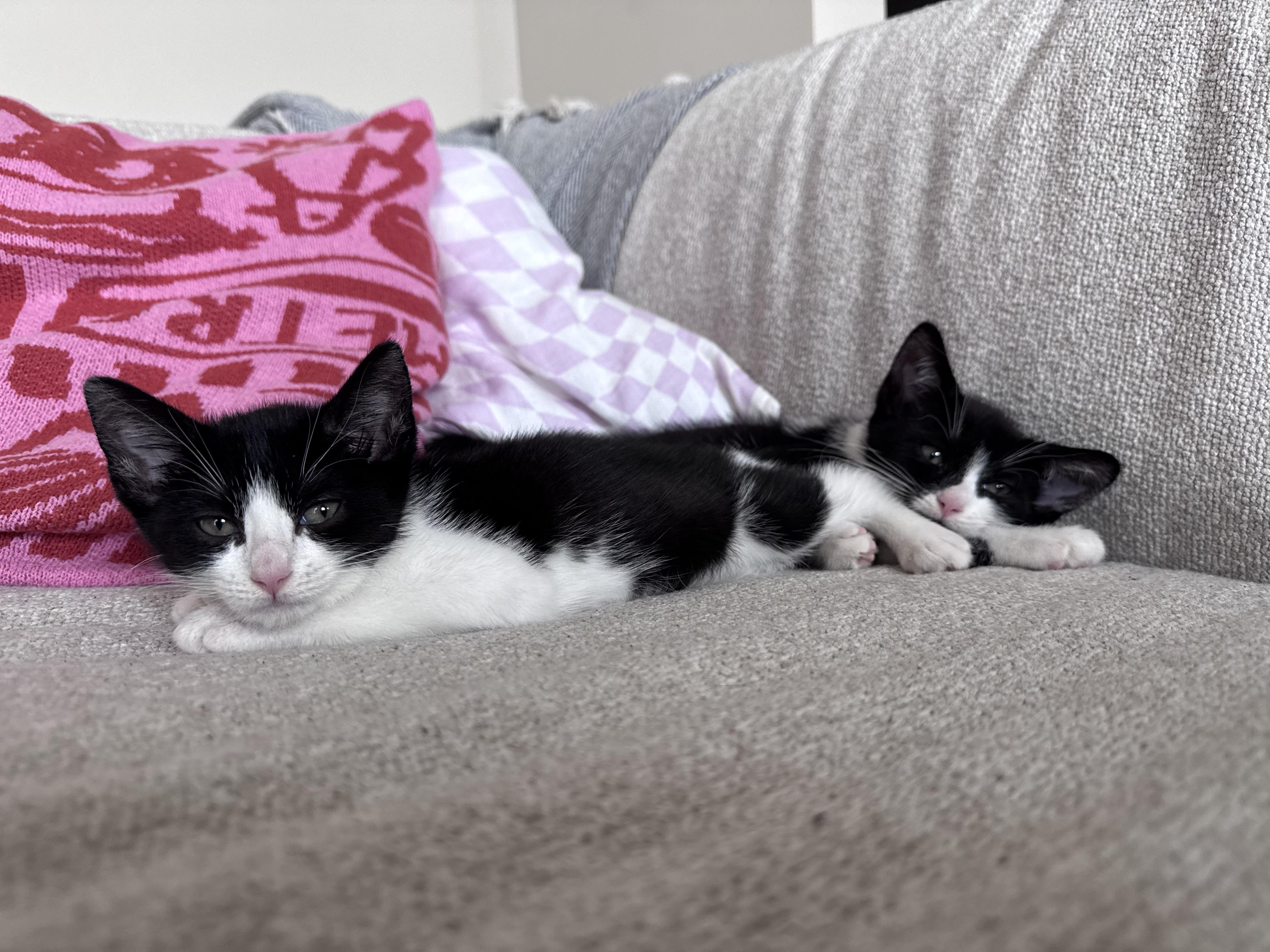 Stevie Knicks and Knickolas Cage, a ADOPTABLE American Shorthair in brooklyn, NY image 3/6