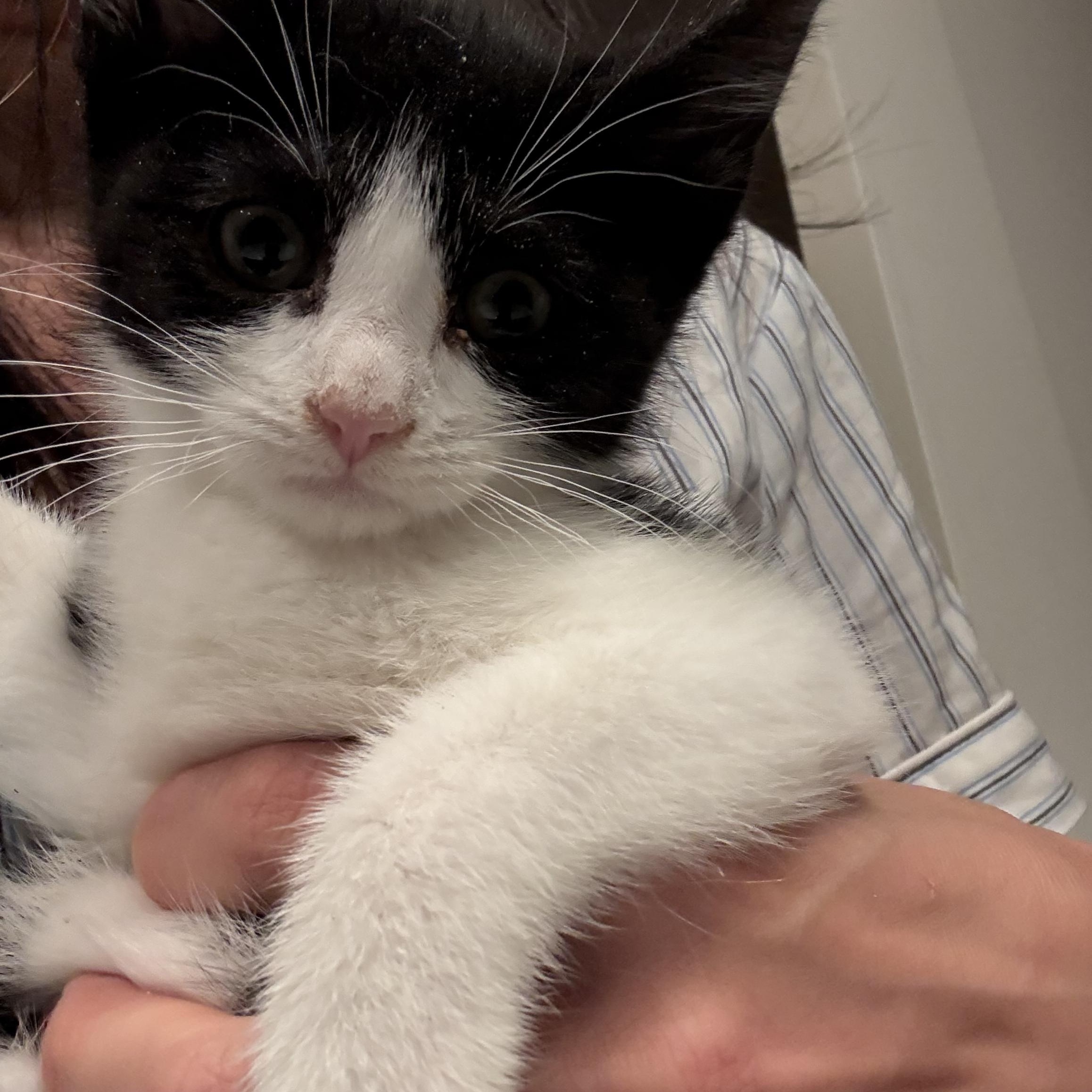Stevie Knicks and Knickolas Cage, a ADOPTABLE American Shorthair in brooklyn, NY image 6/6