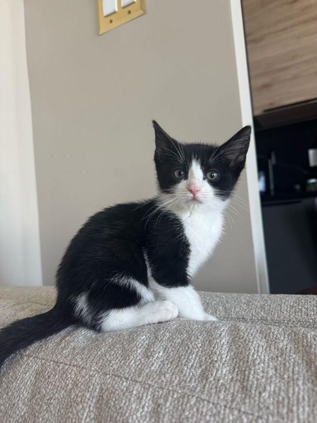 Stevie Knicks and Knickolas Cage, a ADOPTABLE American Shorthair in brooklyn, NY image 4/6