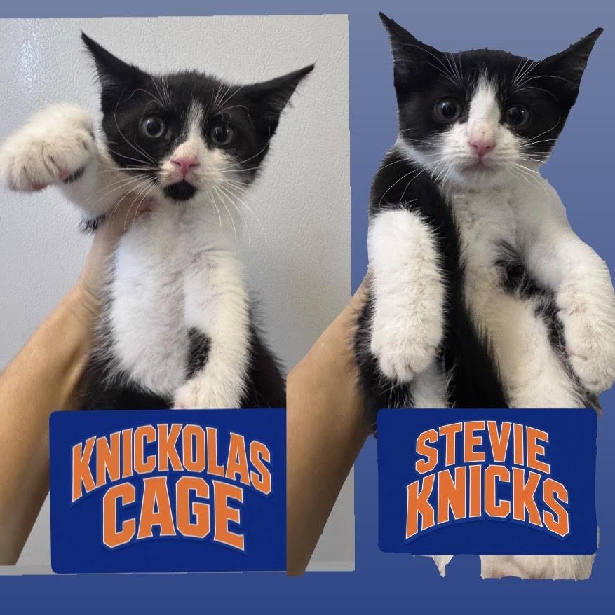 Stevie Knicks and Knickolas Cage, a ADOPTABLE American Shorthair in brooklyn, NY image 1/6