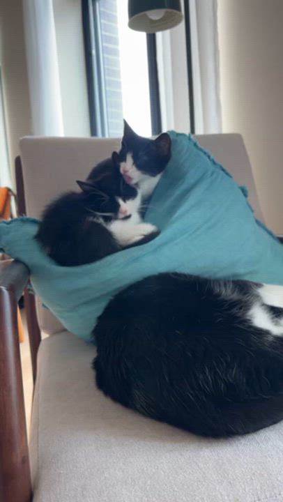 Enlarge Stevie Knicks and Knickolas Cage, a ADOPTABLE American Shorthair in brooklyn, NY video 5/6