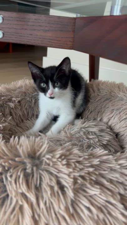 Enlarge Stevie Knicks and Knickolas Cage, a ADOPTABLE American Shorthair in brooklyn, NY video 2/6