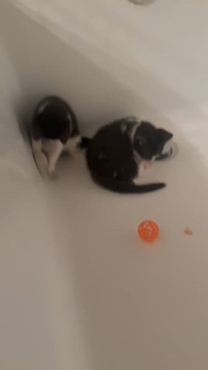 Enlarge Stevie Knicks and Knickolas Cage, a ADOPTABLE American Shorthair in brooklyn, NY video 4/6